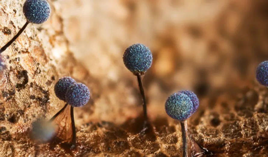 2025 Royal Society Publishing Photography Competition