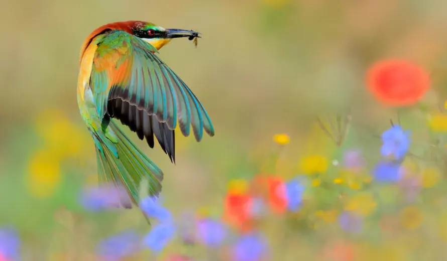 7th Close-up Photographer of the Year Competition