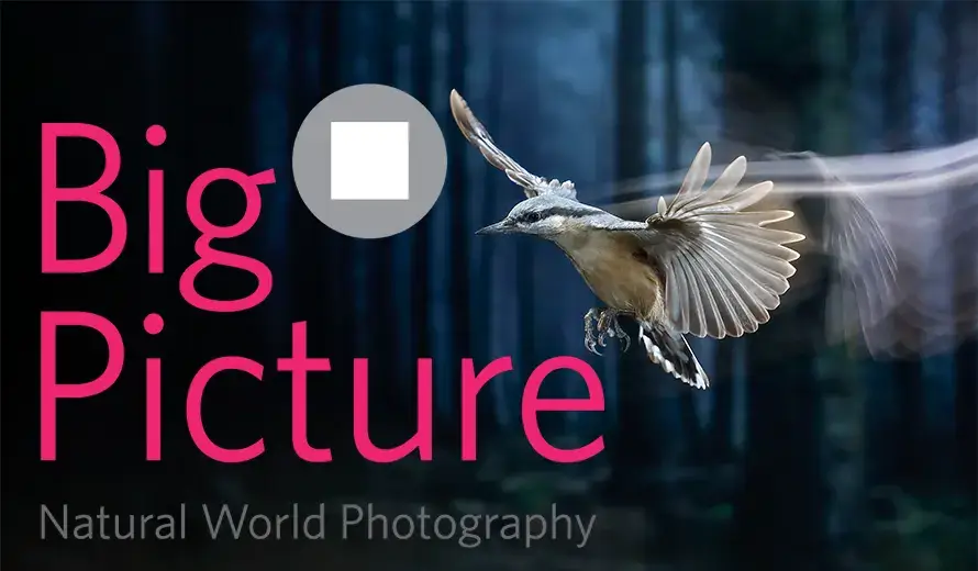 BigPicture Natural World Photography Competition 2023