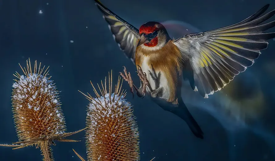 Bird Photographer Of The Year 2026