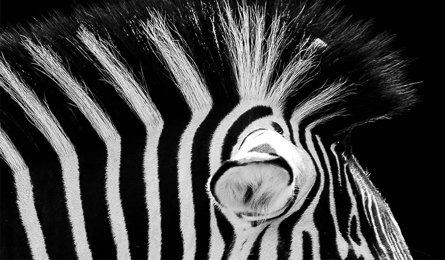 Black and White Photo Awards 2025