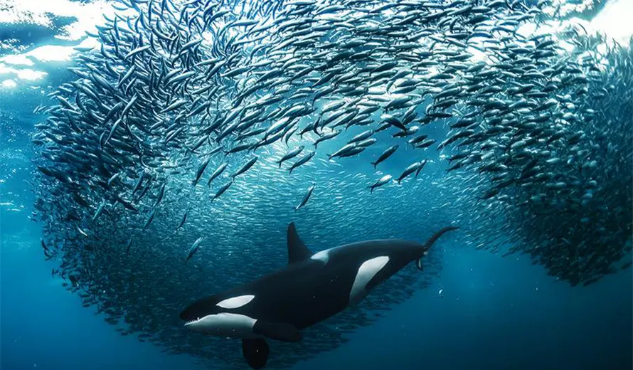 EuroNatur Photo Competition 2026