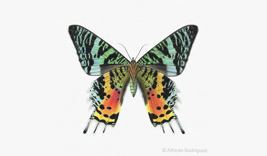 Illustraciencia 2026 – International Award on Scientific and Nature Illustration