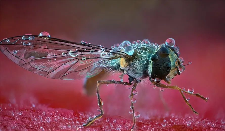 LensCulture Art Photography Awards 2026