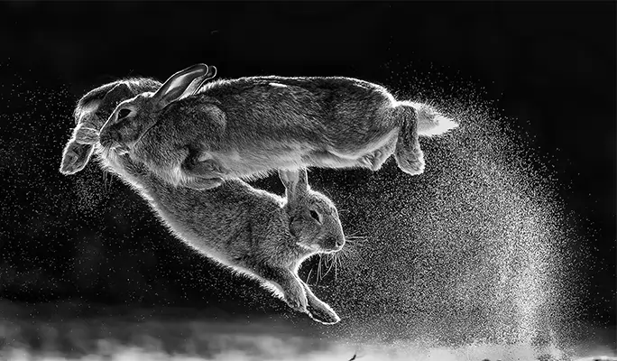 Nature Photographer of the Year 2020