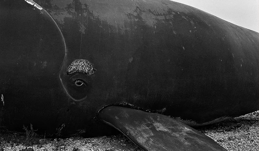 PRIX {virginia} International Photography Prize for Women 2026