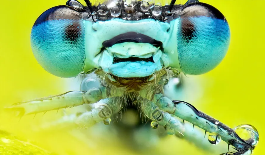 Royal Entomological Society 2025 Insect Photography Competition