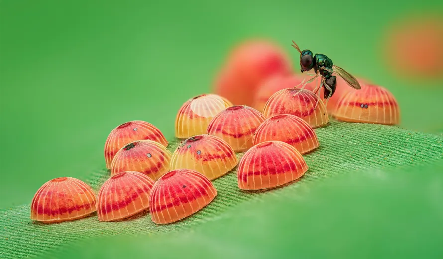 Royal Entomological Society 2026 Insect Photography Competition