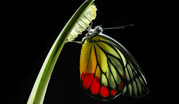 Royal Society of Biology Photography Competition 2020