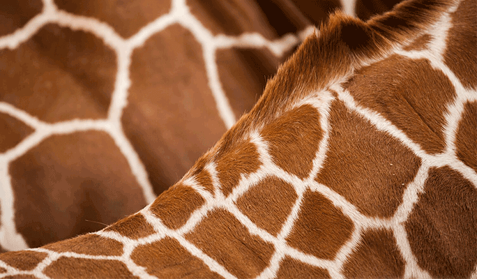 World Nature Photography Awards (WNPA) 2020